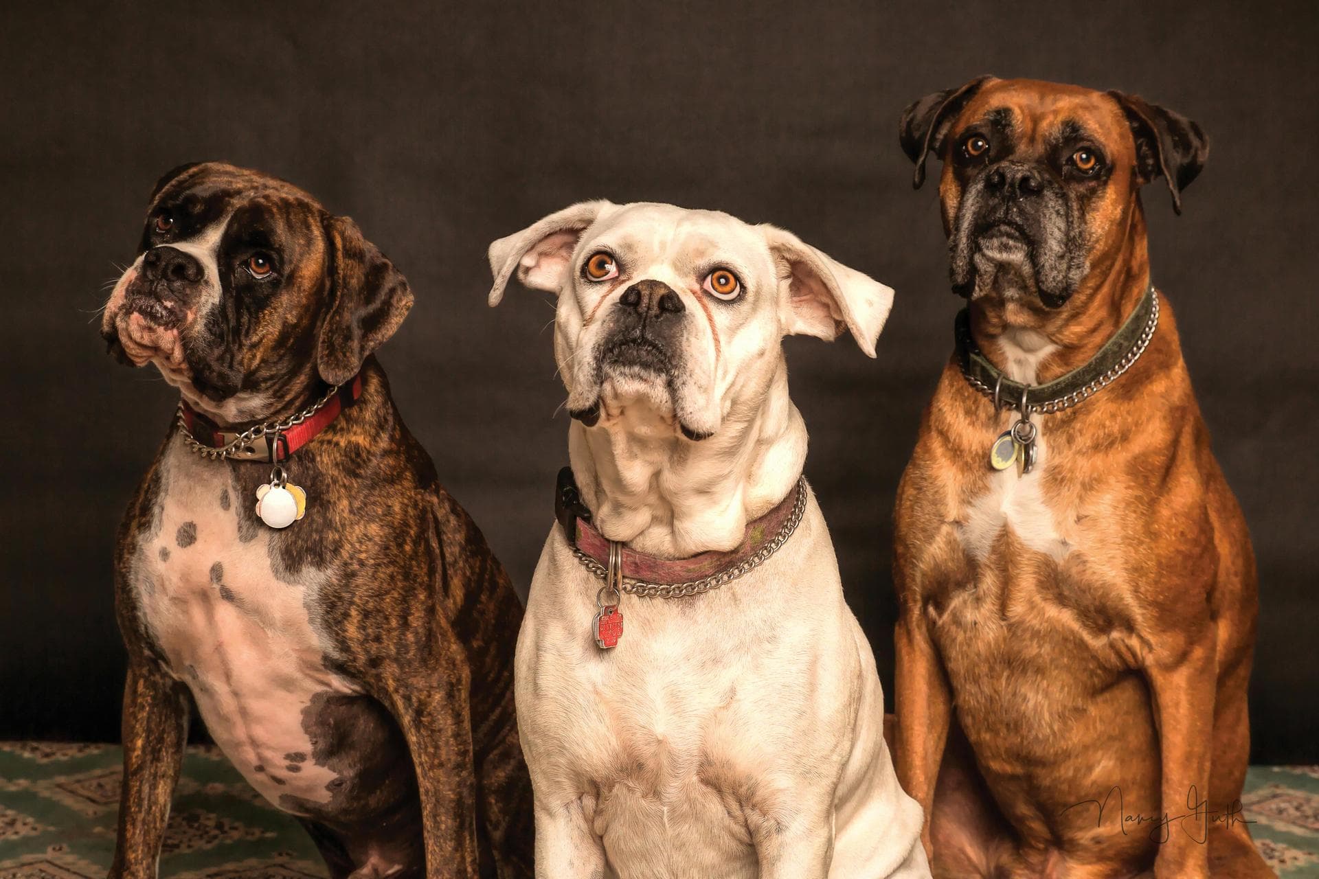 Dog Puppy Vaccinations Kennel Cough Prices in Preston