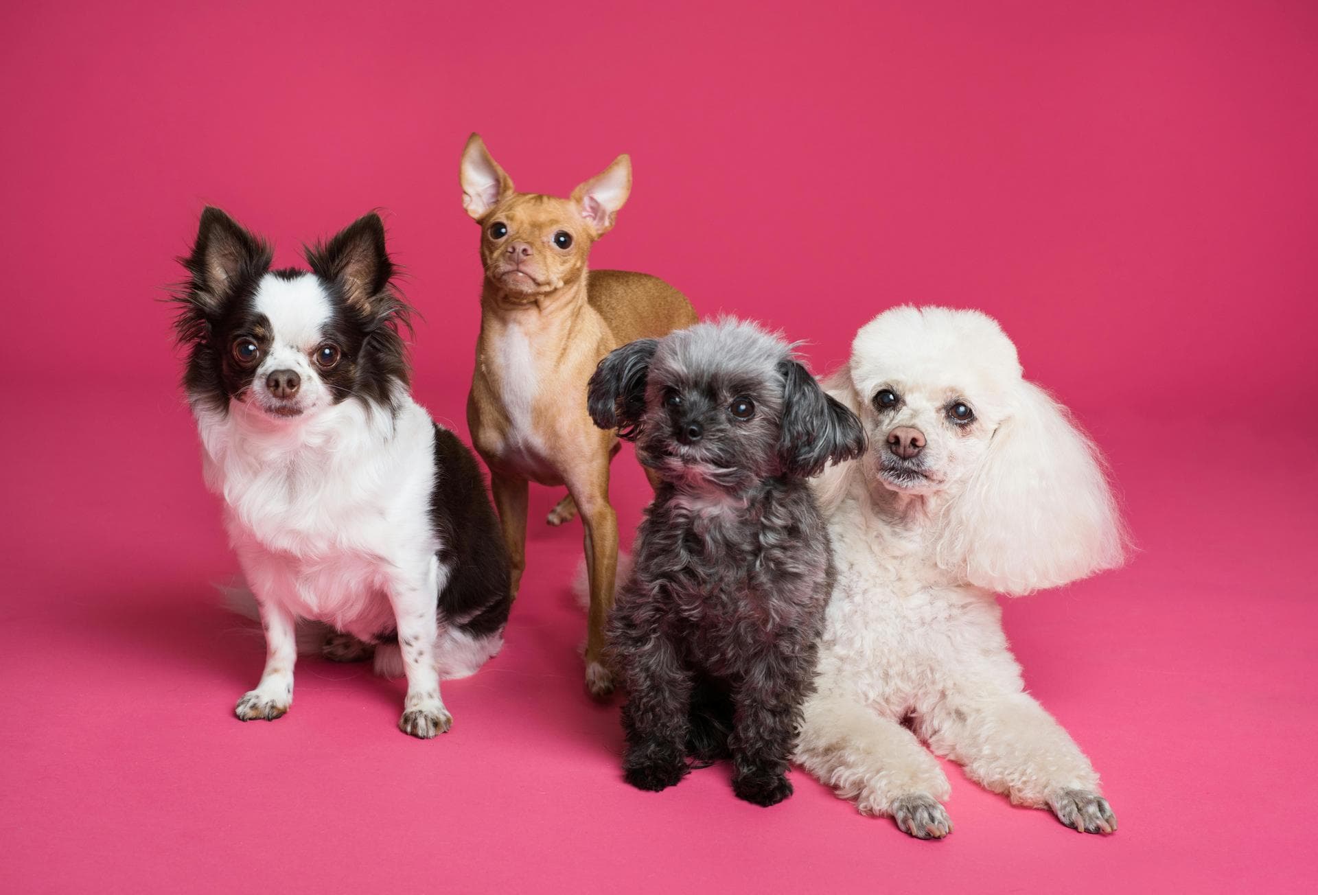 Pet Ultrasound Prices in Preston