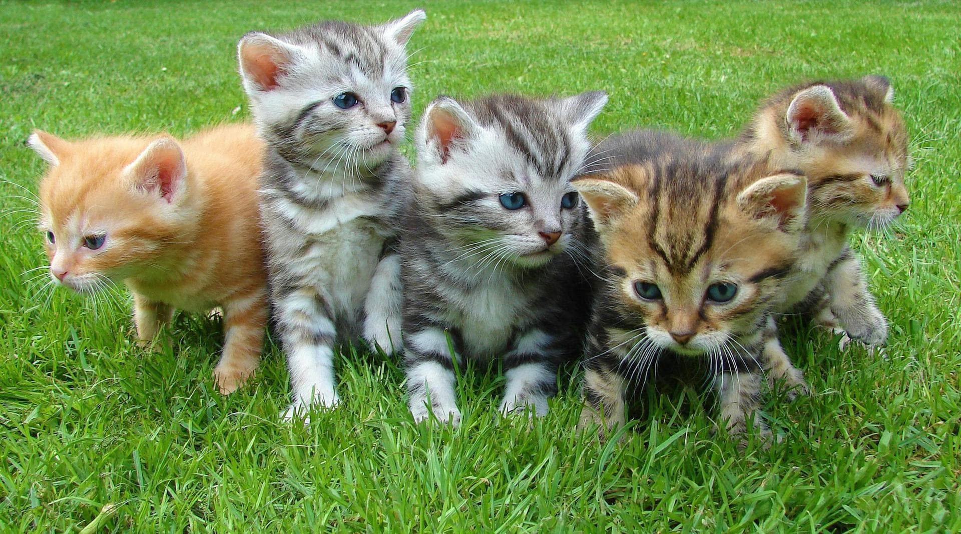 Best Vets in Preston