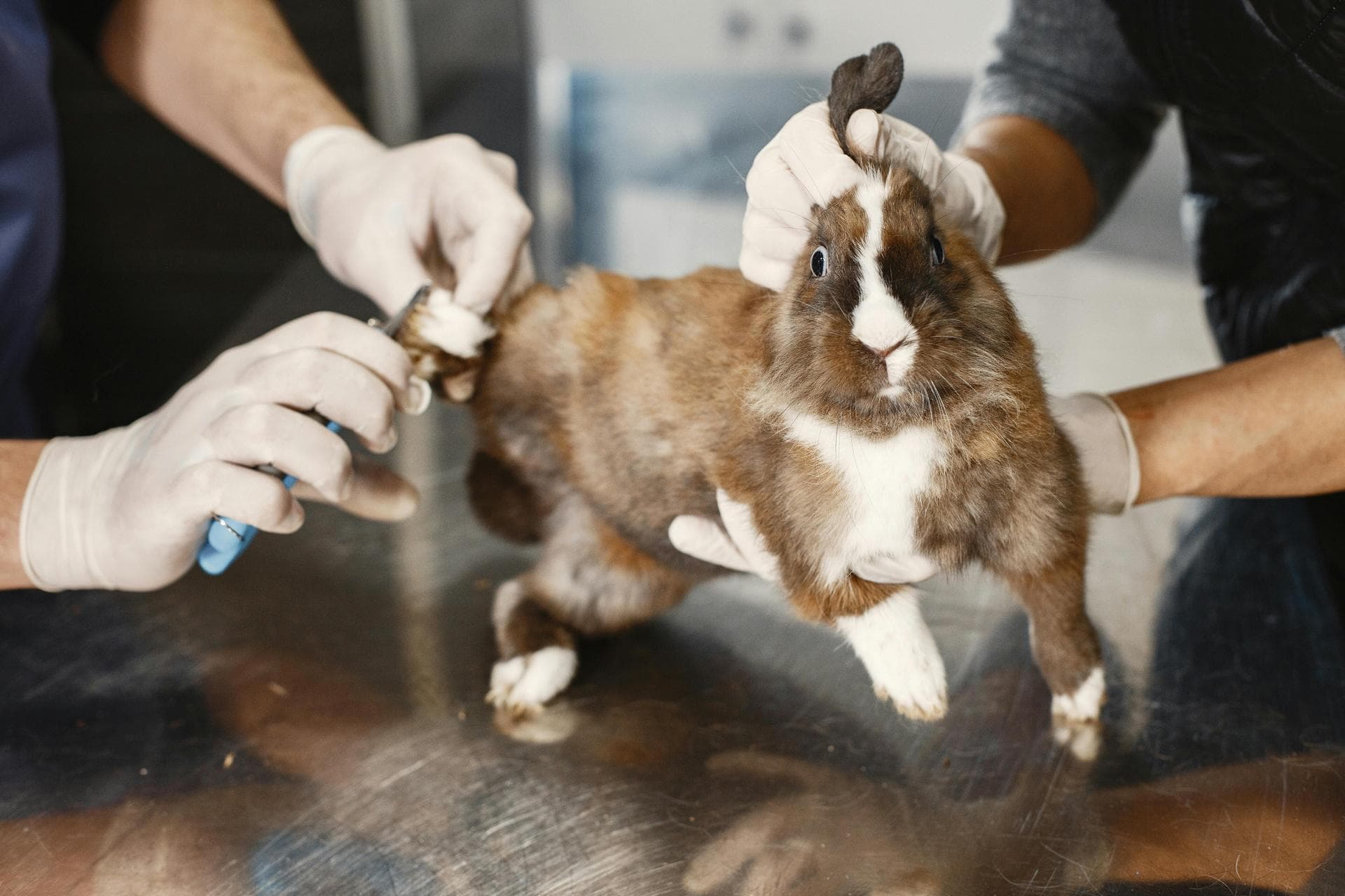 Cat Spaying Prices in Preston