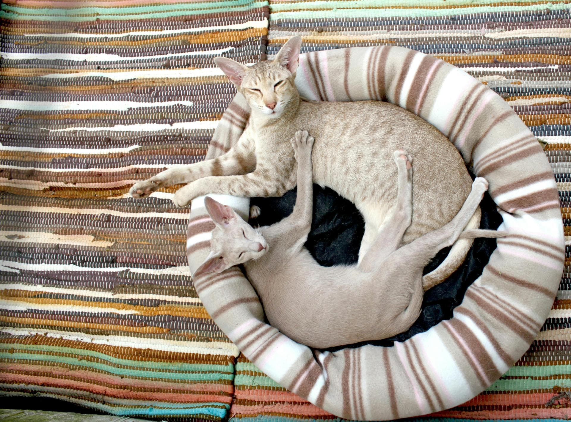 Cat Euthanasia Put Down Prices in Preston