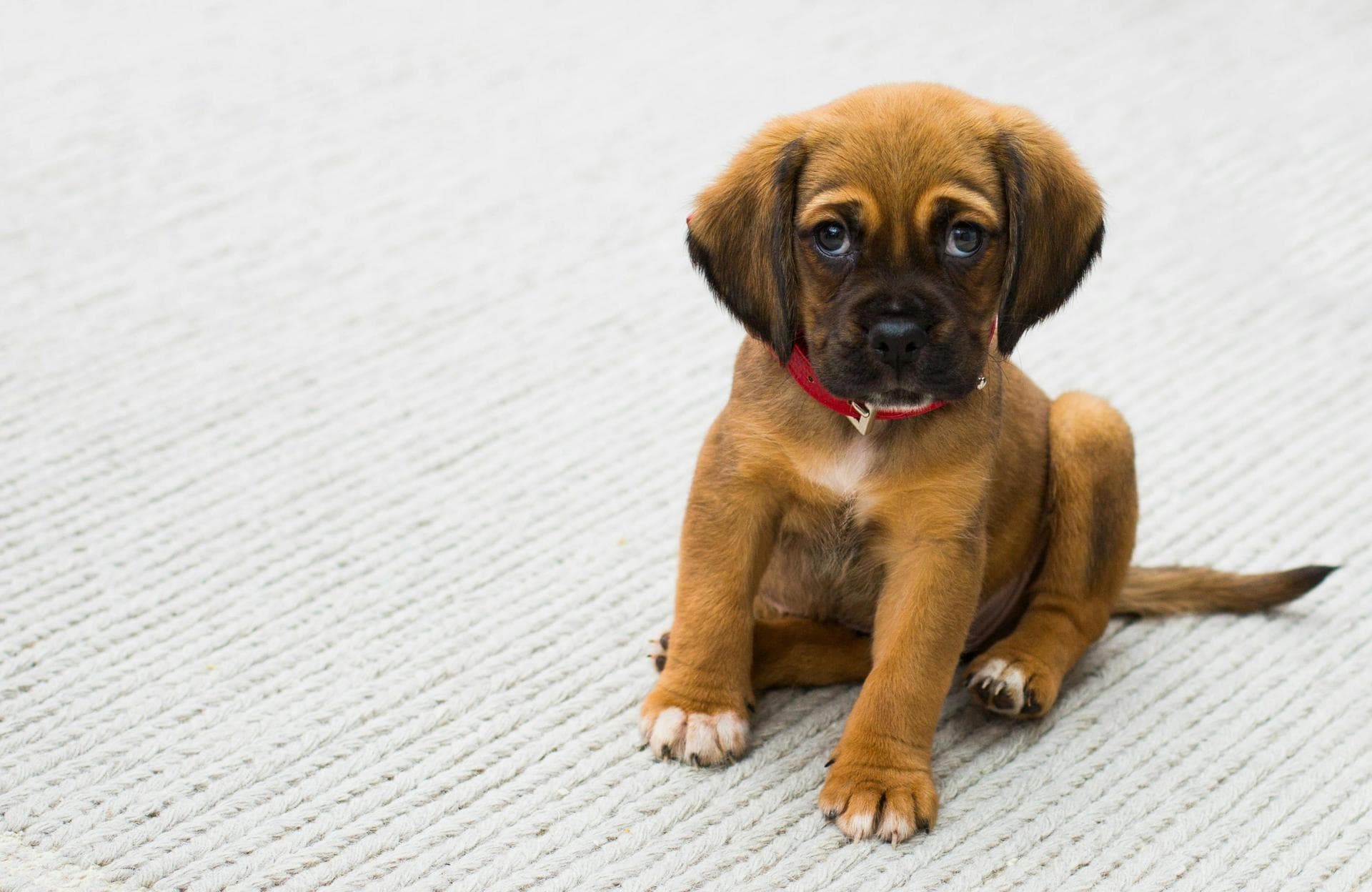 Vet Consultation Prices in Preston