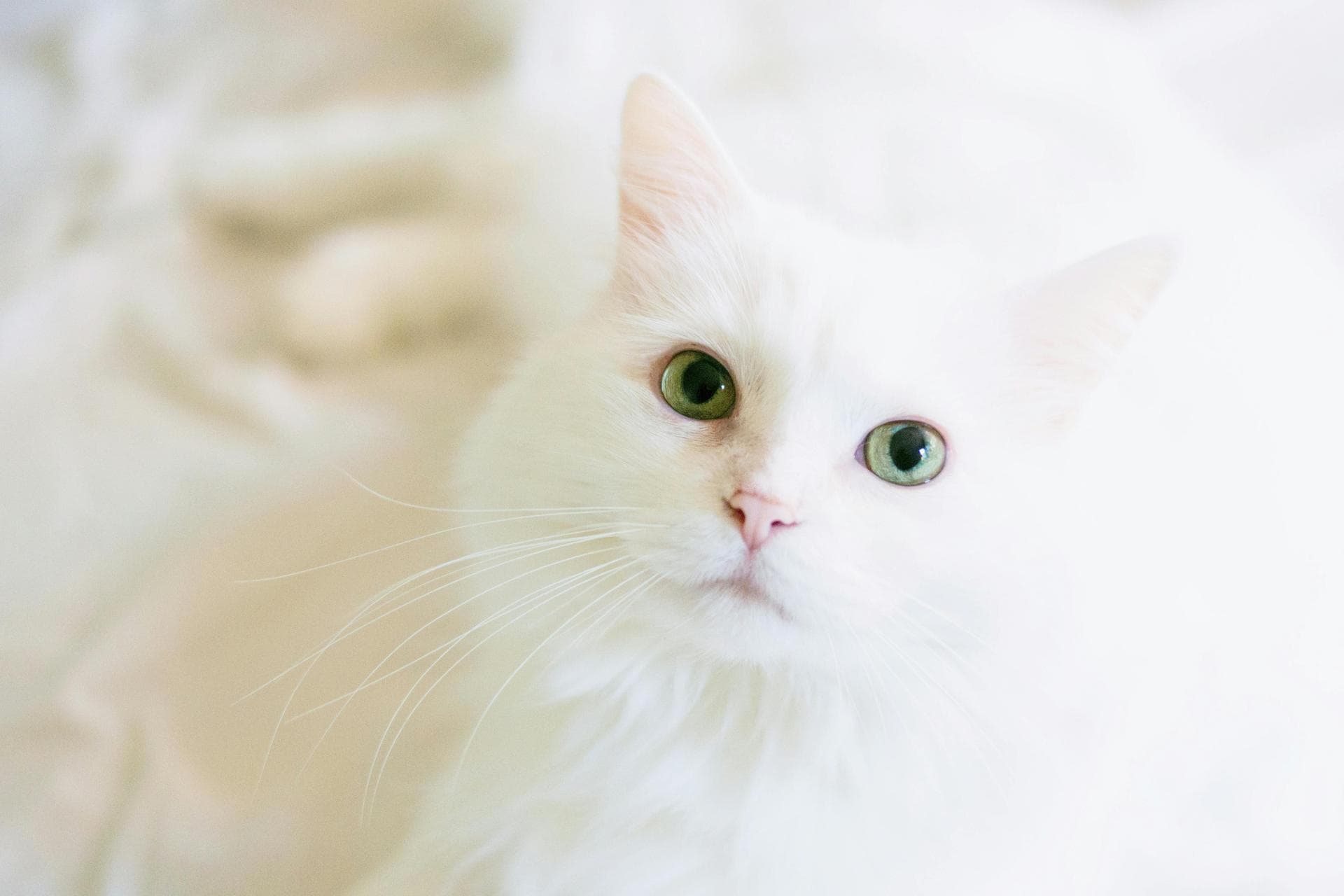 Rabies Vaccination Prices in Preston